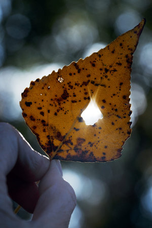 autumn - girl holds a yellow leaf