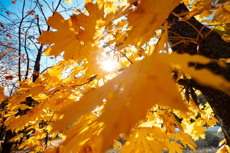 background of yellow maple leaves. autumn