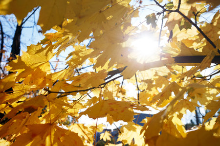 background of yellow maple leaves. autumn