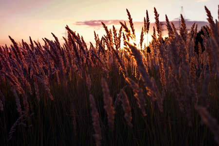 background - abstract evening shot with the grass at the field on the Sunsetの写真素材