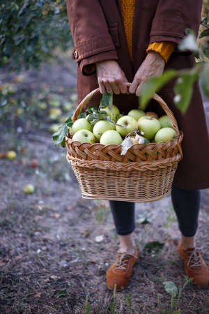 happy girl holds  basket  with juicy apples in the gardenの写真素材