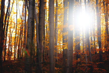 beautiful autumn beech forest. Carpathians, Ukraine