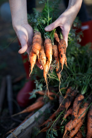 harvesting carrots. girl picks carrots in the gardenの写真素材