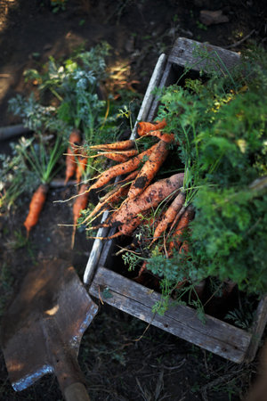 harvesting carrots. a lot of carrots in a box in the garden and a shovel.の写真素材