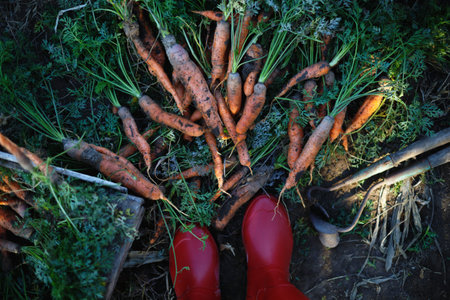 harvesting carrots. a lot of carrots in a basket in the garden, red gumboots and a shovel.
