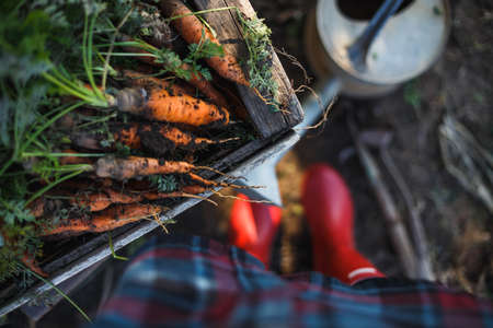 harvesting carrots. a lot of carrots in a box in the garden, red gumboots and a shovel.の写真素材