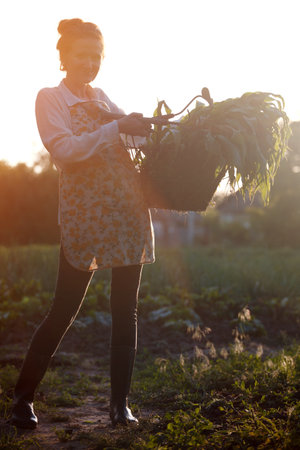 still life - girl in the village works in the garden. girl holds a basket with corn and gardening tools. in sunset lightの写真素材