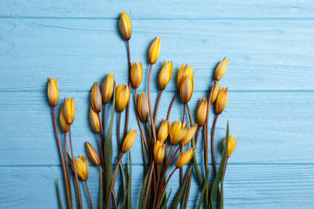 still life - beautiful wild yellow tulips on a blue backgroundの写真素材