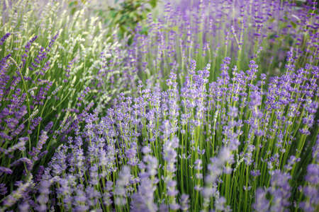 Provence - beautiful blooming lavender field. Franceの写真素材
