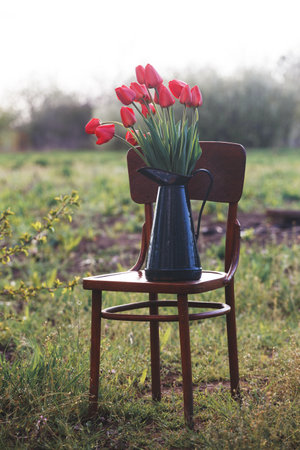 spring garden and steel life. red tulips in a retro jug stand on a Viennese chair in the gardenの写真素材