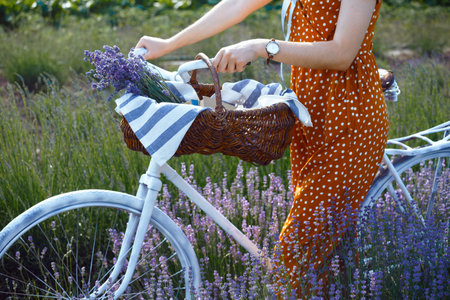 Provence - girl with a retro bicycle and a basket of lavender in a lavender field. Franceの写真素材