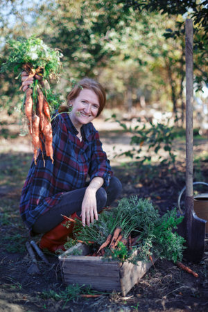 harvesting carrots. Happy girl picks carrots in the garden