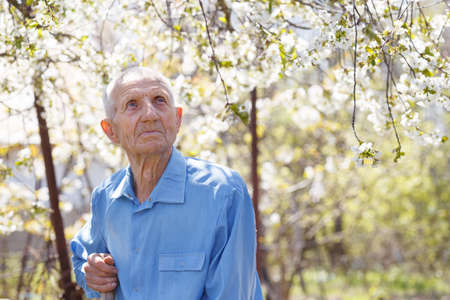 portrait of  senior man standing in the garden against a background of cherry blossomsの写真素材
