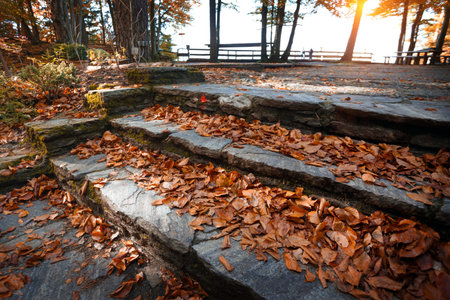 trail in the autumn forest at the beautiful mountainの写真素材