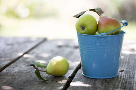 beautiful and healthy pears in a blue bucket on a wooden tableの写真素材
