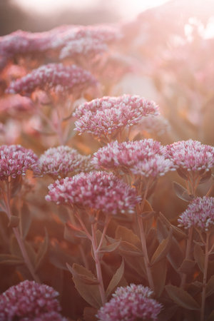 beautiful flowers in the morning light. floral background