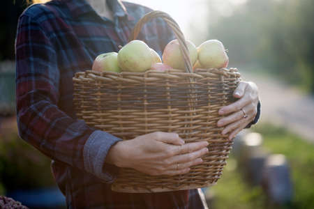 girl holds  basket  with juicy apples in the garden. aesthetics of rural lifeの写真素材