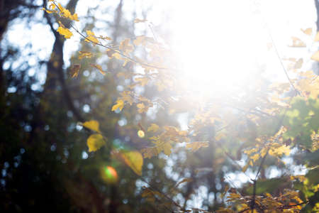 Beautiful autumn background - branches with birch leavesの写真素材