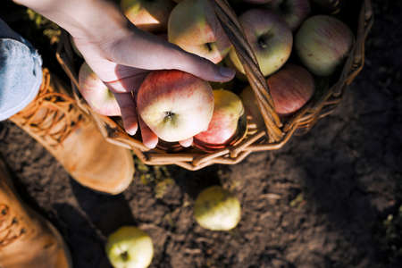 happy girl holds  basket  with juicy apples in the garden. aesthetics of rural lifeの写真素材