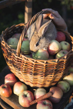 juicy apples in a basket with rabbit on an old retro chair in the garden. aesthetics of rural lifeの写真素材