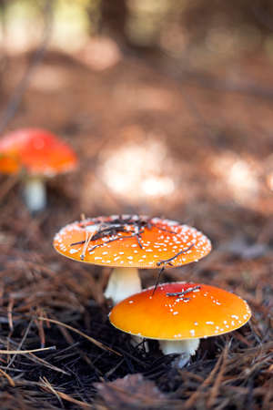 beautiful fly agarics in the forestの写真素材