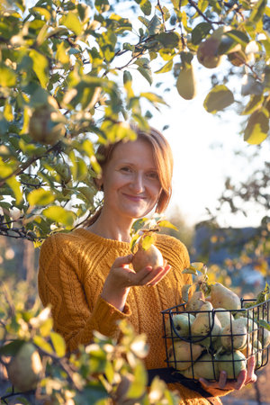 happy girl with basket picking pears in the garden. aesthetics of rural lifeの写真素材