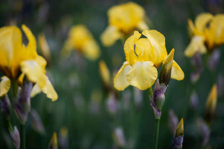 beautiful flowers background - iris in the spring gardenの写真素材