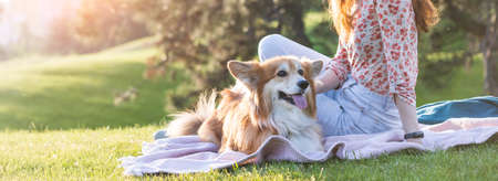 beautiful corgi dog and girl on the lawn in the parkの写真素材