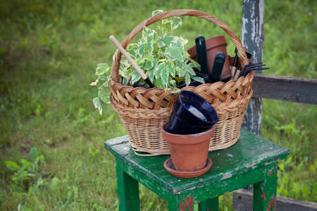 flowers, clay pots and tools in a basket. planting plants in the gardenの写真素材