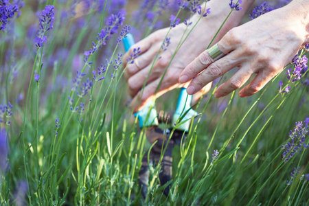 girl pruning lavender bush in the garden