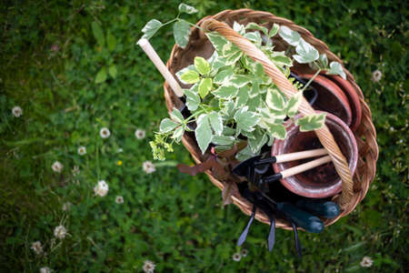 flowers, clay pots and tools in a basket. planting plants in the gardenの写真素材