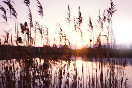 beautiful landscape. lake and reeds in the foreground at sunsetの写真素材