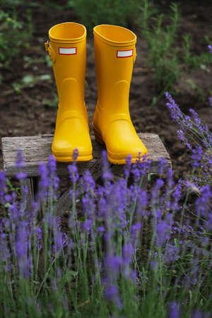 lavender and yellow rubber boots  on the background of the gardenの写真素材