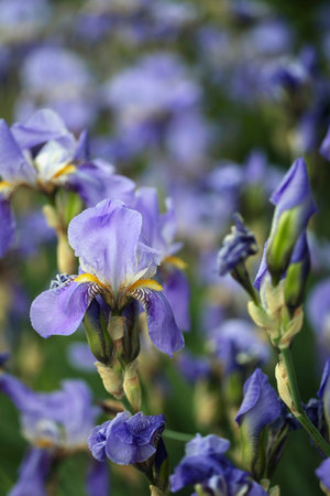 beautiful flowers background - iris in the spring garden