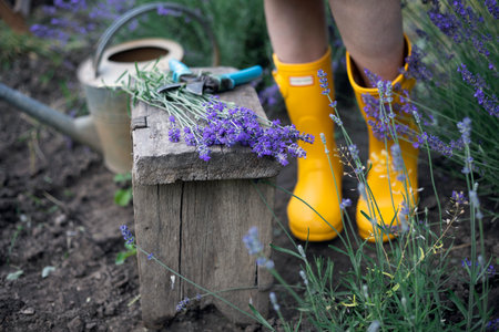 pruning lavender bush in the garden. secateur, chair, watering can, yellow rubber bootsの写真素材