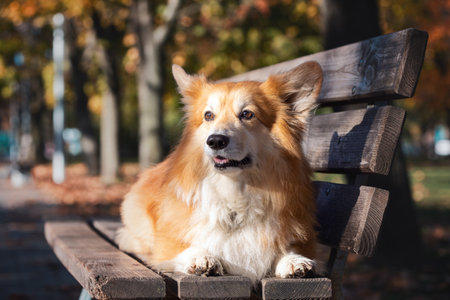 beautiful corgi fluffy posing on a bench on a sunny autumn day at the outdoor. autumnの写真素材