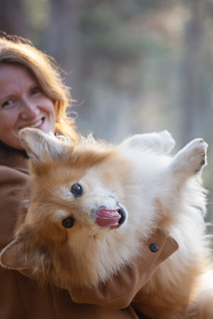 girl and dog corgi walking in the parkの写真素材