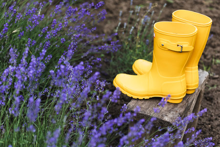 lavender and yellow rubber boots  on the background of the gardenの写真素材