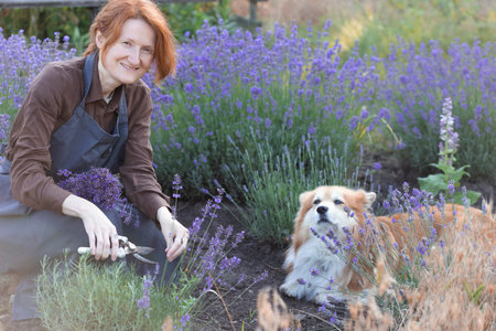 girl pruning lavender bush in the garden and beautiful corgi dogの写真素材