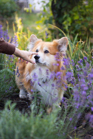 beautiful corgi dog in lavender in the gardenの写真素材