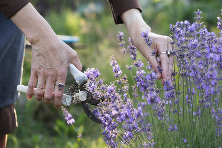 girl pruning lavender bush in the gardenの写真素材