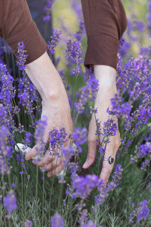 girl pruning lavender bush in the gardenの写真素材