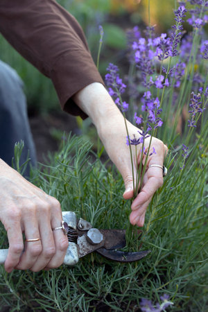 girl pruning lavender bush in the gardenの写真素材