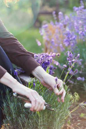 girl pruning lavender bush in the gardenの写真素材
