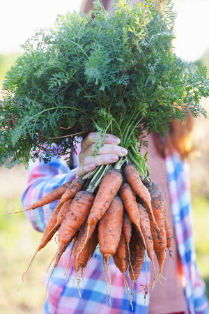 harvesting carrots. Happy girl picks carrots in the gardenの写真素材