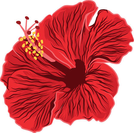 Red Hibiscus : This design depicts hibiscus, has a romantic theme.のイラスト素材