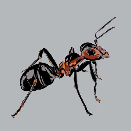 Ant : This design depicts an ant, has a theme of animals.のイラスト素材