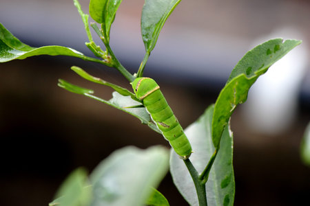 caterpillarの写真素材