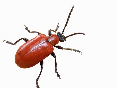 Red lily bug, imageの写真素材