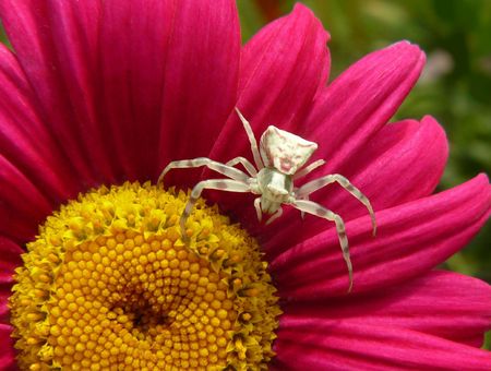Red spider hunt on flower, imageの写真素材